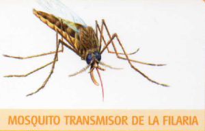 mosquito-transm-filaria